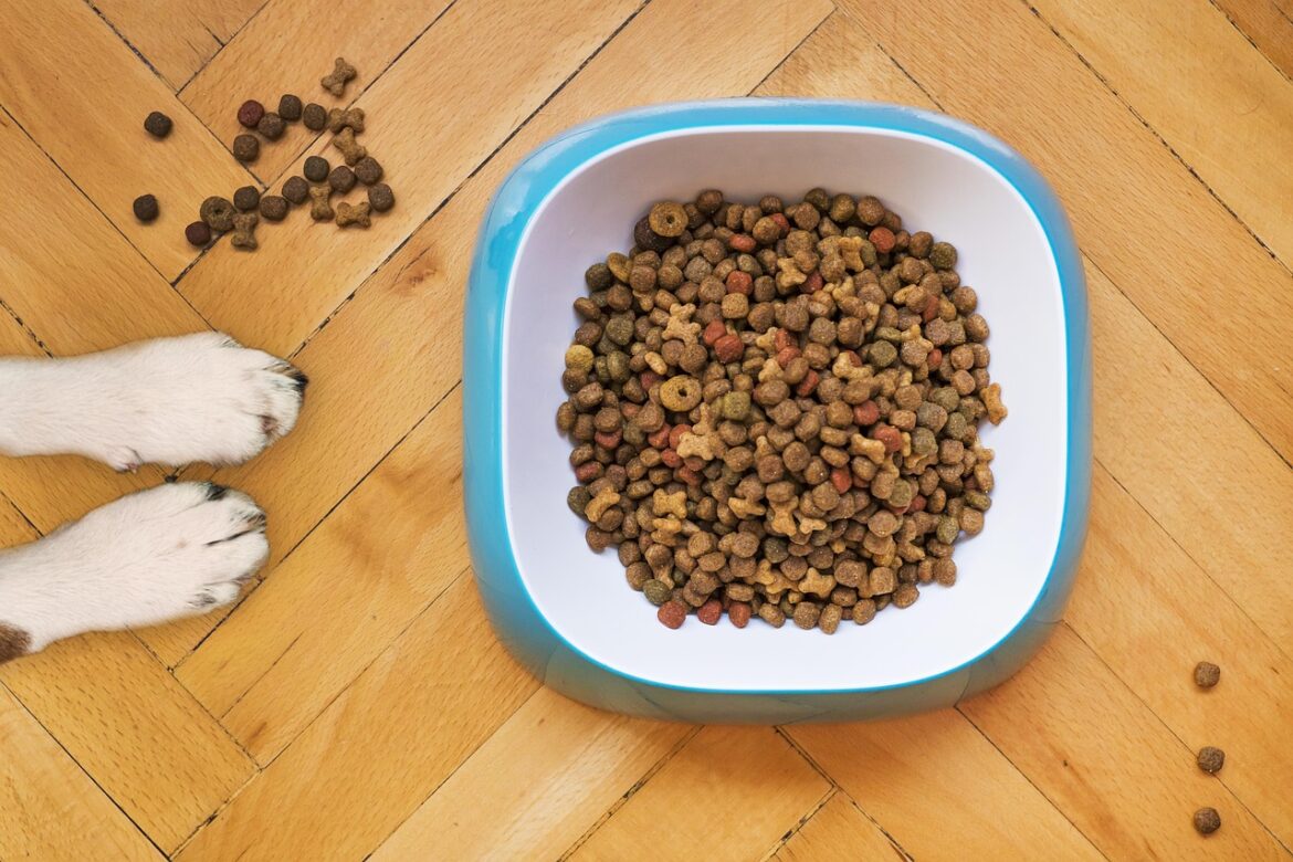 Essential Balanced Diet Tips for Senior Dogs