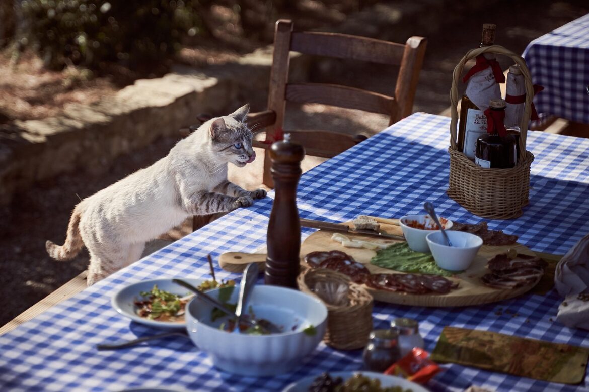 Selecting the Perfect Diet for Your Feline Friend