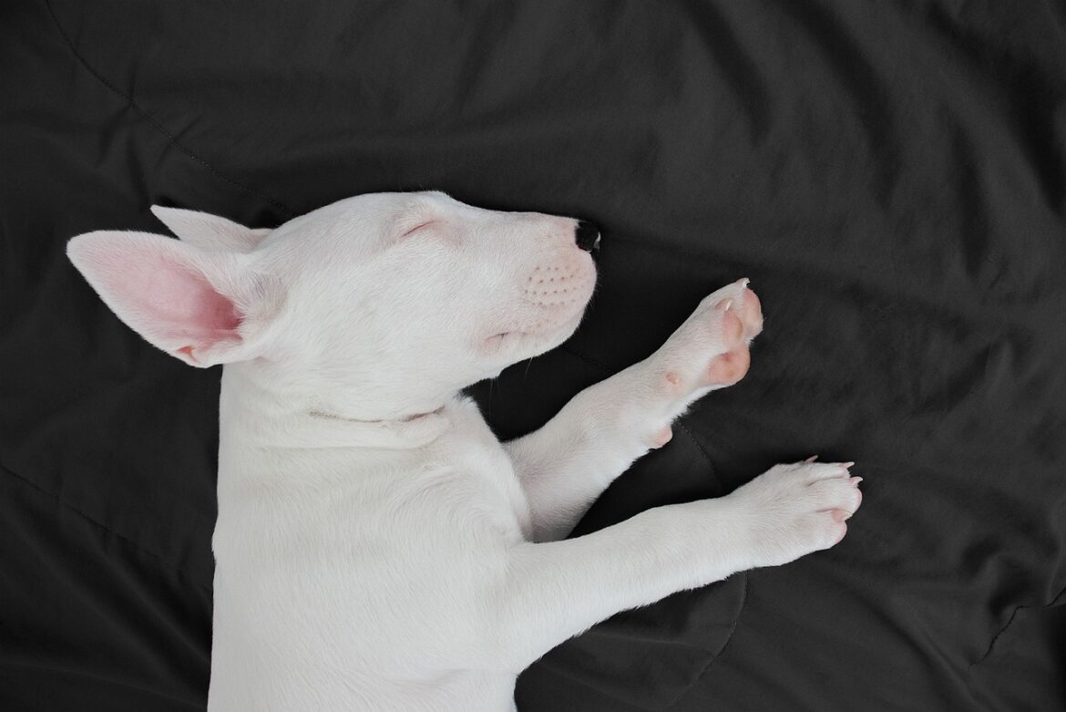 Top Family-Friendly Dog Breeds
