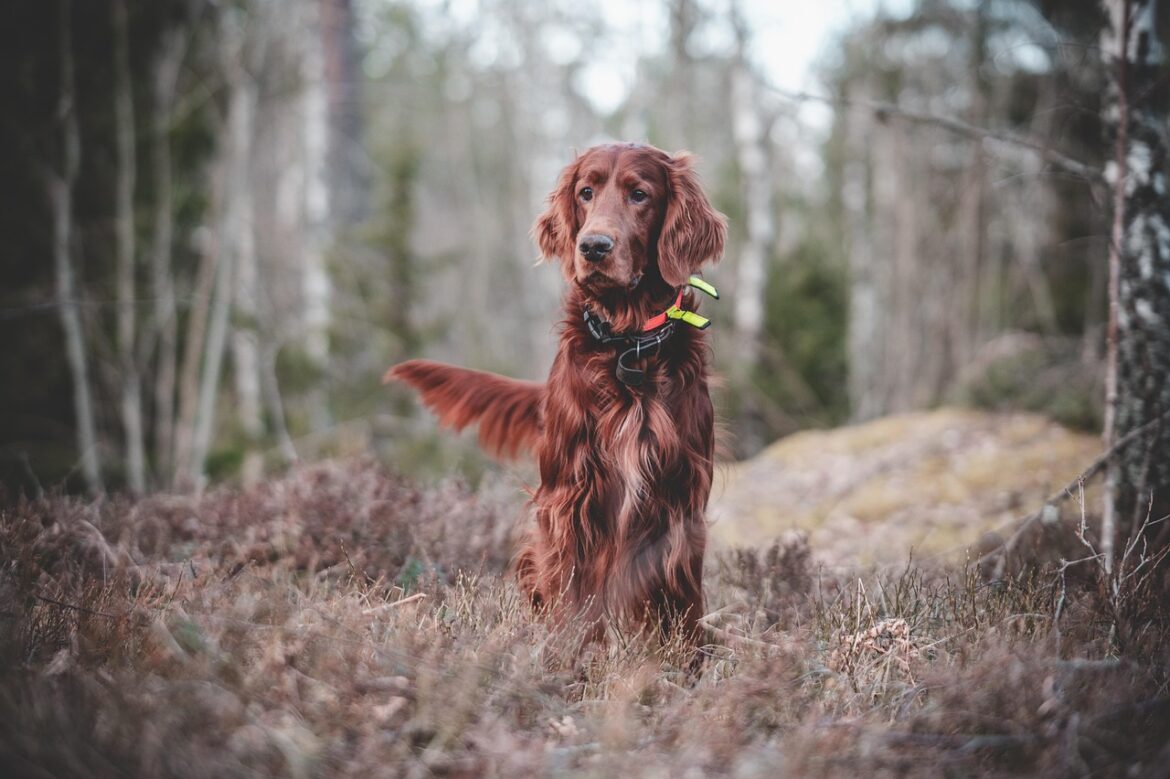 Top Picks for Dog Training Treats