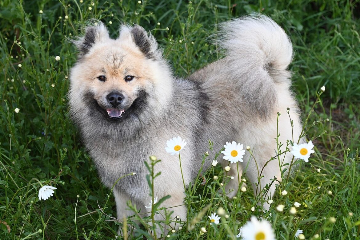 Top Apartment-Friendly Dog Breeds for Beginners: Chihuahua