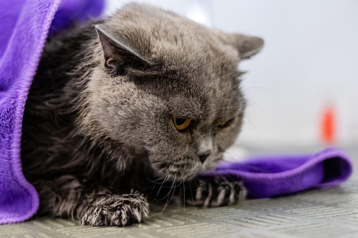 Optimal Strategies for Maintaining Your Pet's Dental Health