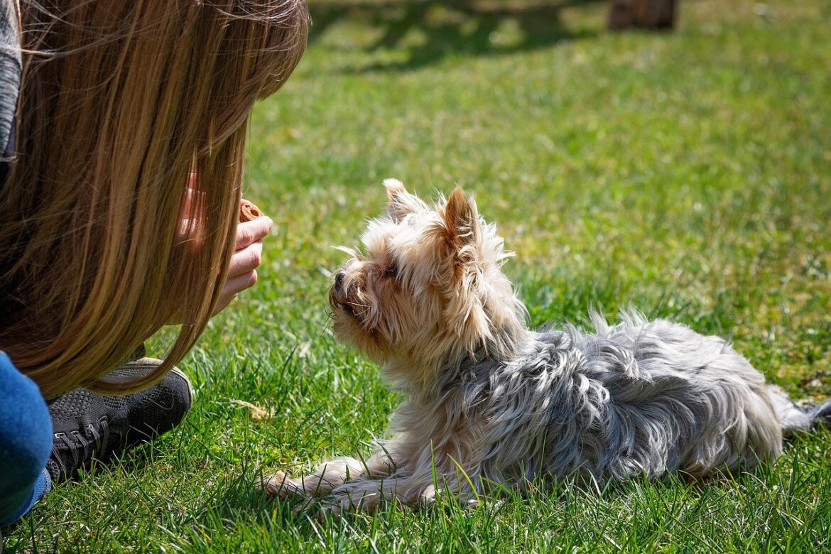 Mastering Basic Dog Obedience: Essential Commands Every Pet Should Know