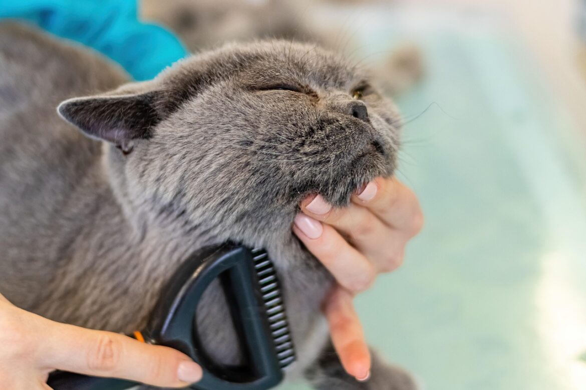 Effective Strategies to Naturally Minimize Pet Shedding