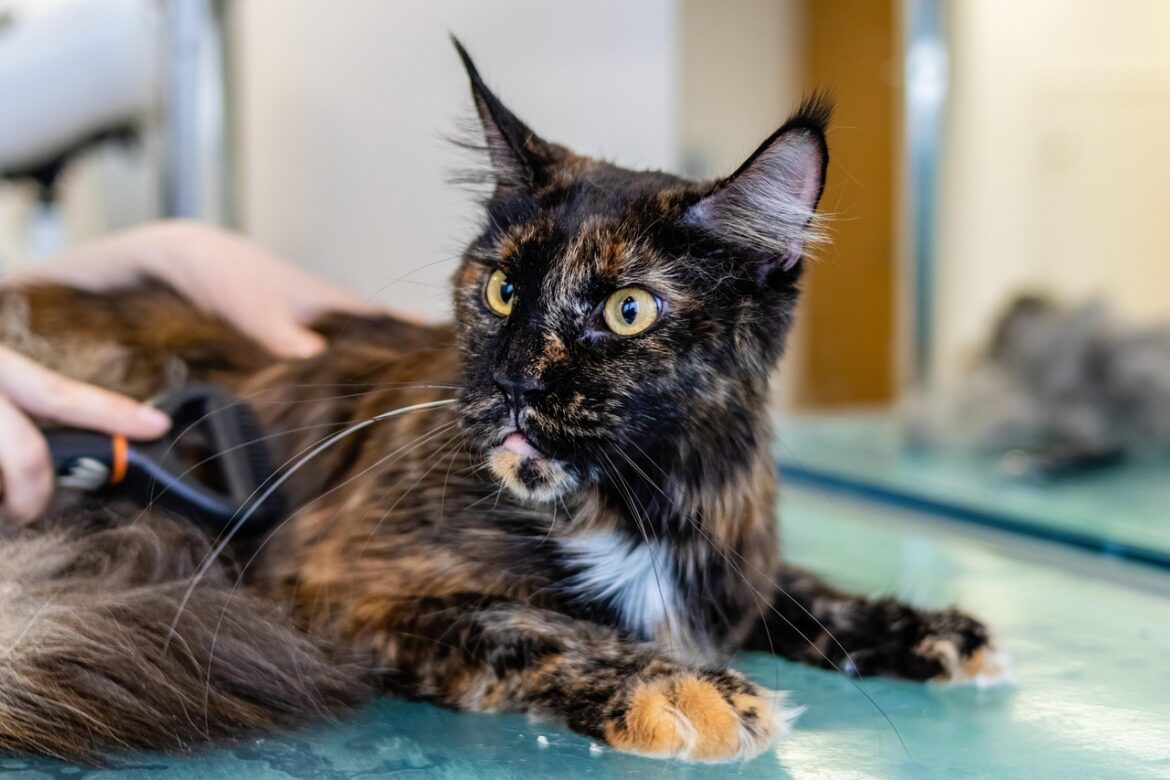 Essential Pet Hygiene Tips Every Owner Should Know
