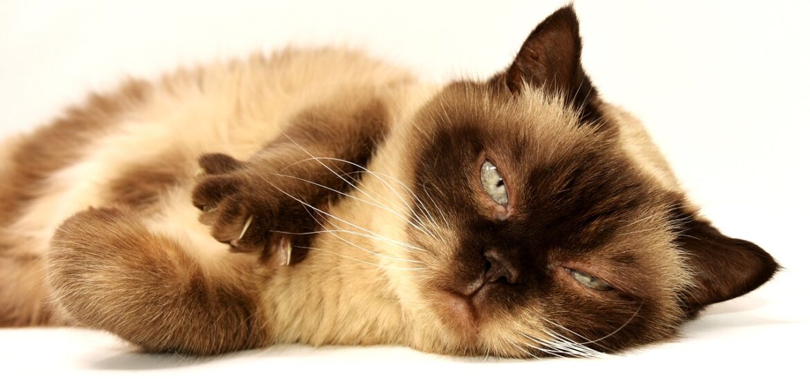 Tranquil Feline Companions: The Best Indoor Cat Breeds for a Serene Home