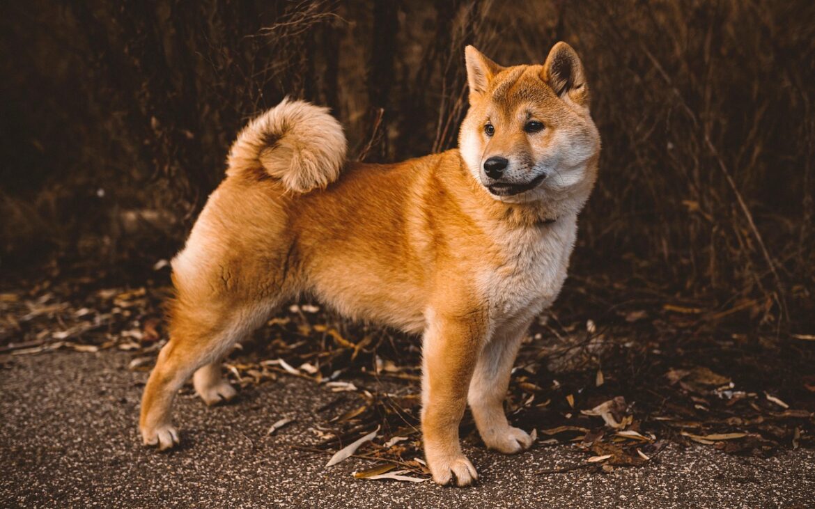 Exploring Unique Traits of Popular Dog Breeds