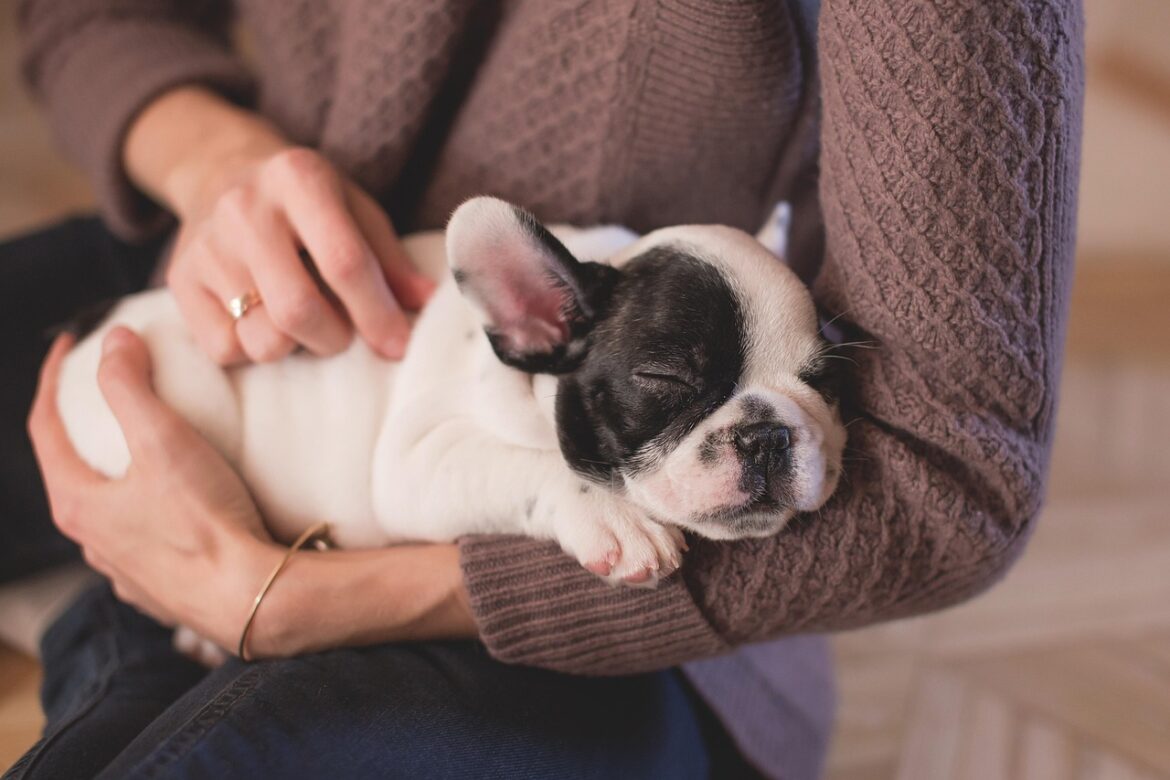 Winter Wonders: Essential Care Tips for Small Dog Breeds