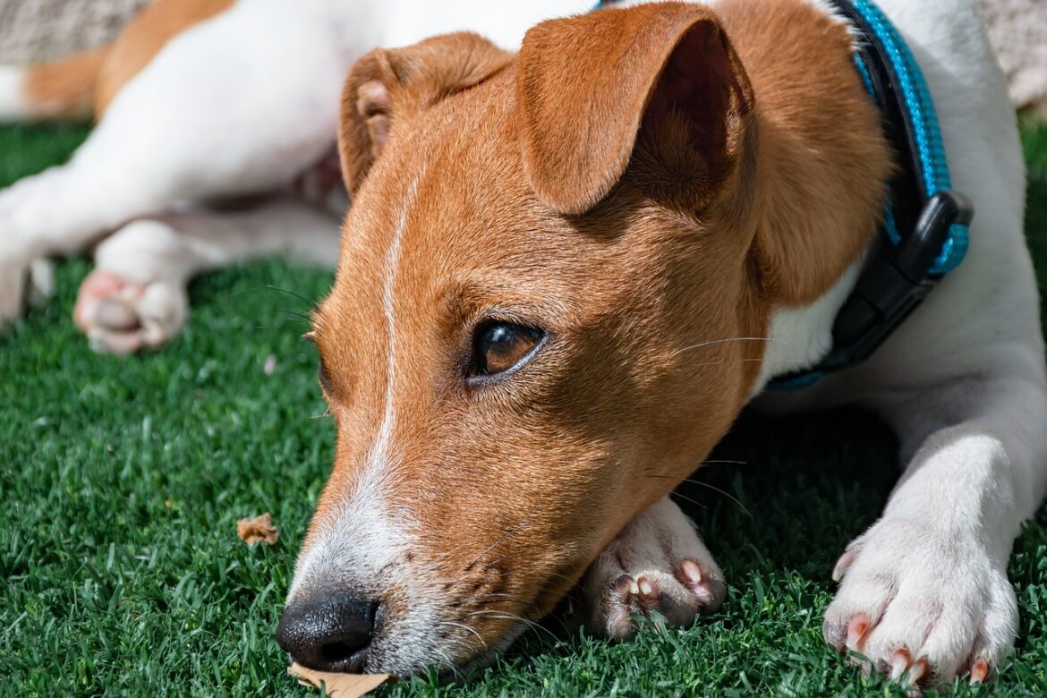 Tiny Titans: Exploring the World of Smallest Dog Breeds