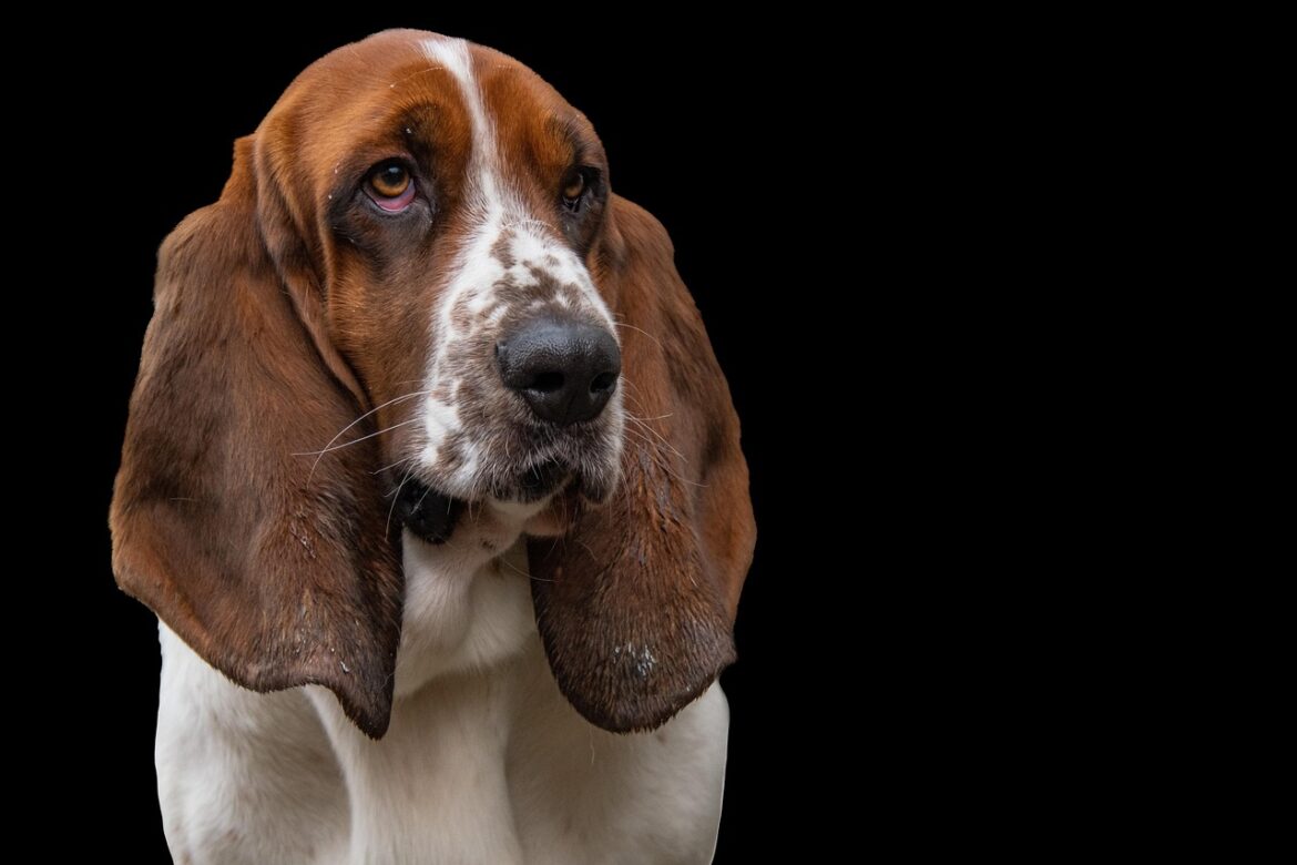Effortless Companions: Top Breeds for Busy Pet Lovers