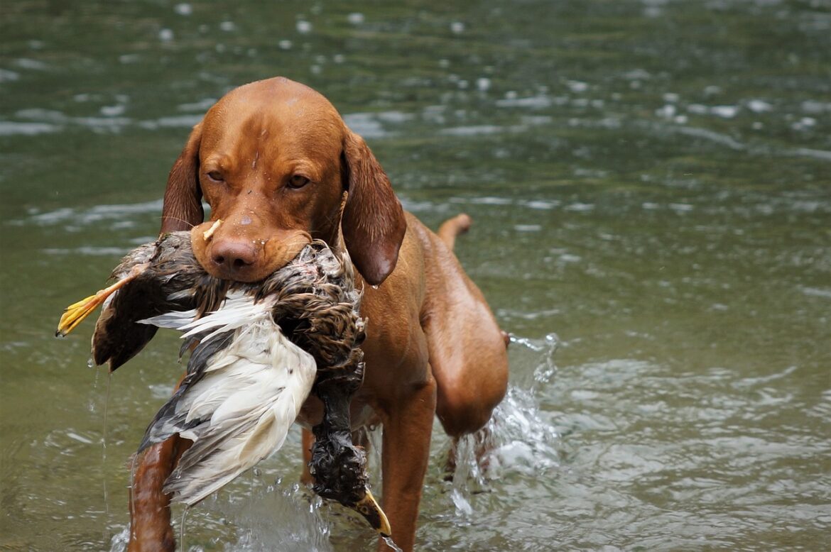 Unleashing Joy: Harnessing the Power of Positive Reinforcement in Pet Training
