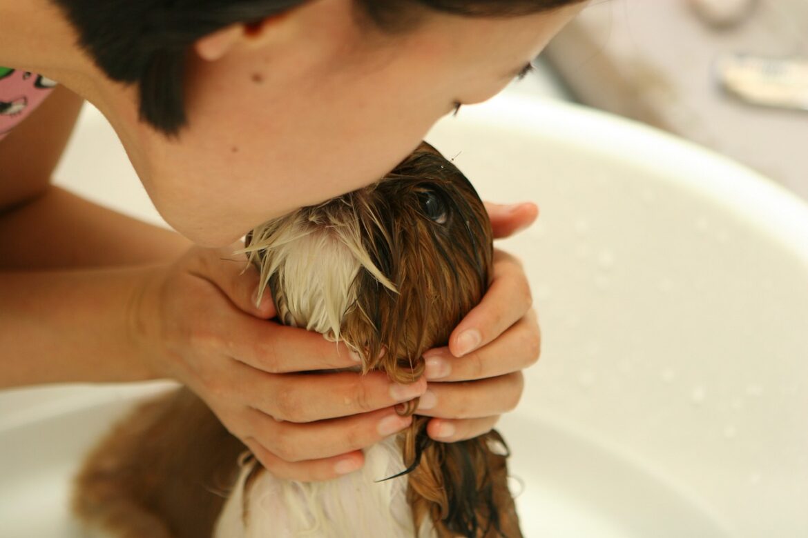 Essential Components for Crafting a Pet First Aid Kit