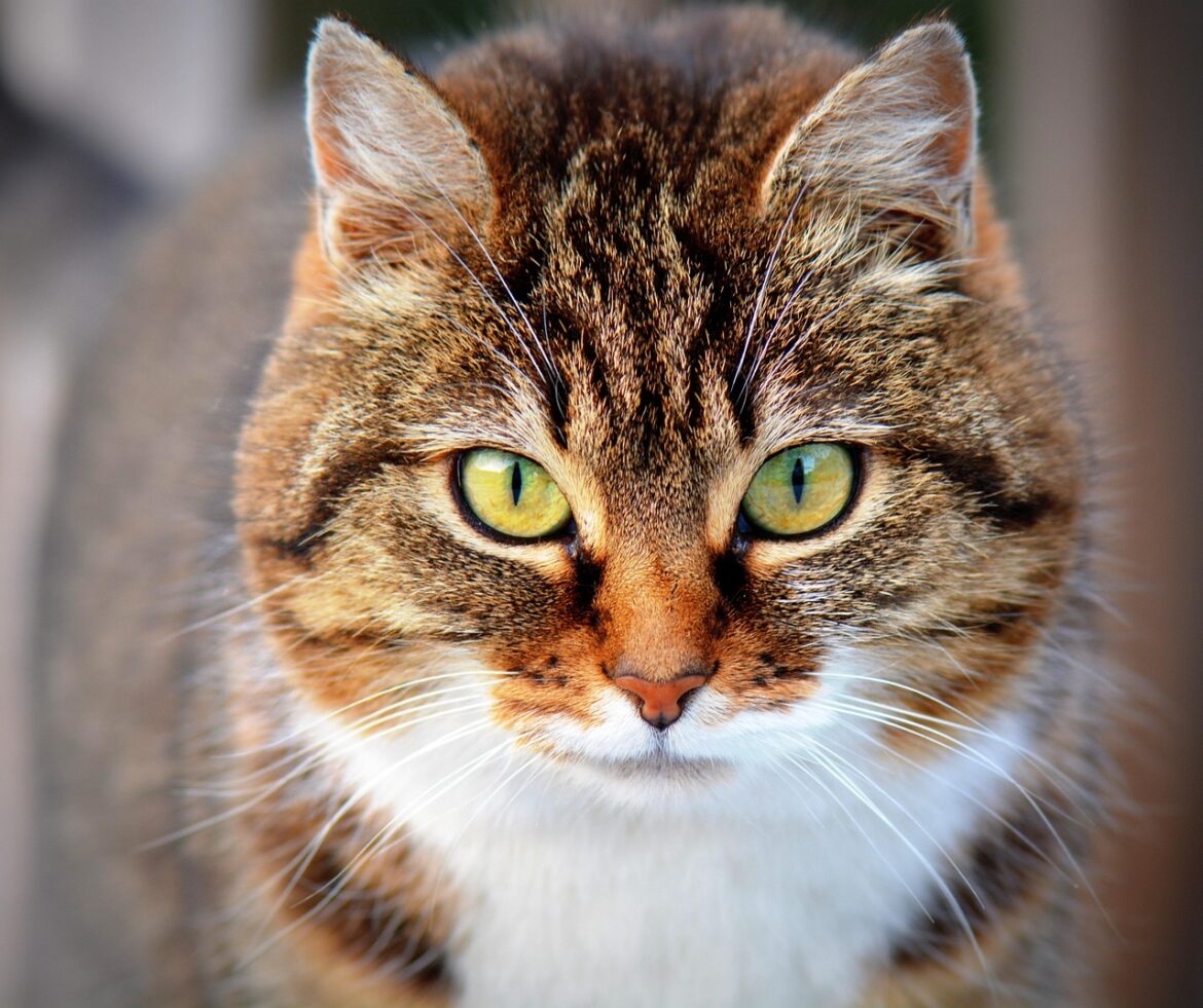 Pet-Proof Your Sanctuary: Effective Strategies for a Safe and Happy Home