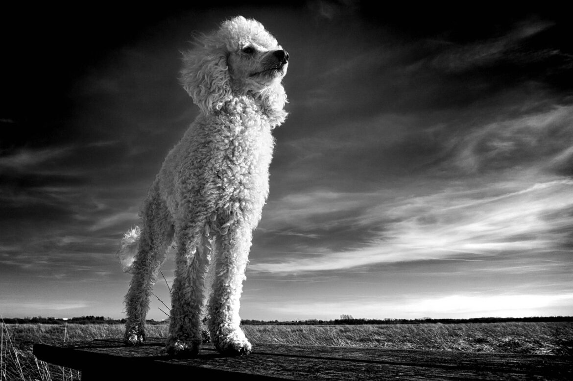 Exploring Dog Breeds: Traits