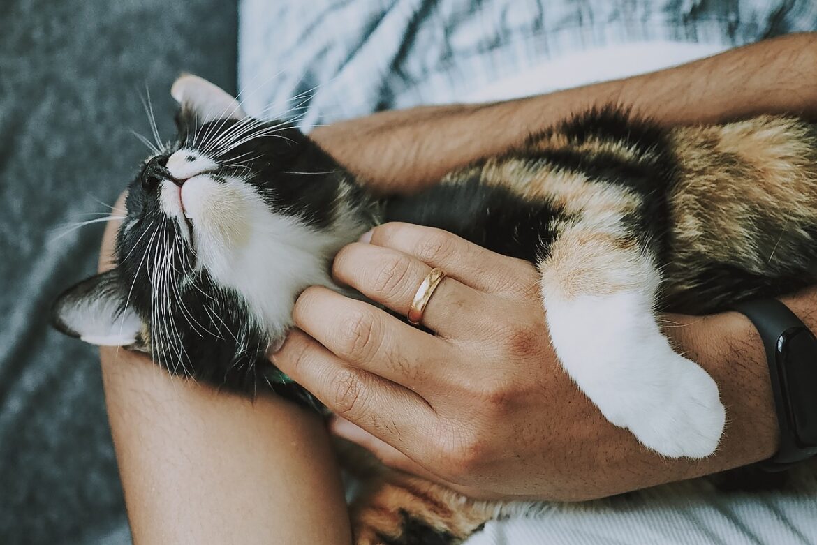 Shiny and Sleek: Secrets to Maintaining a Healthy Coat for Your Pet
