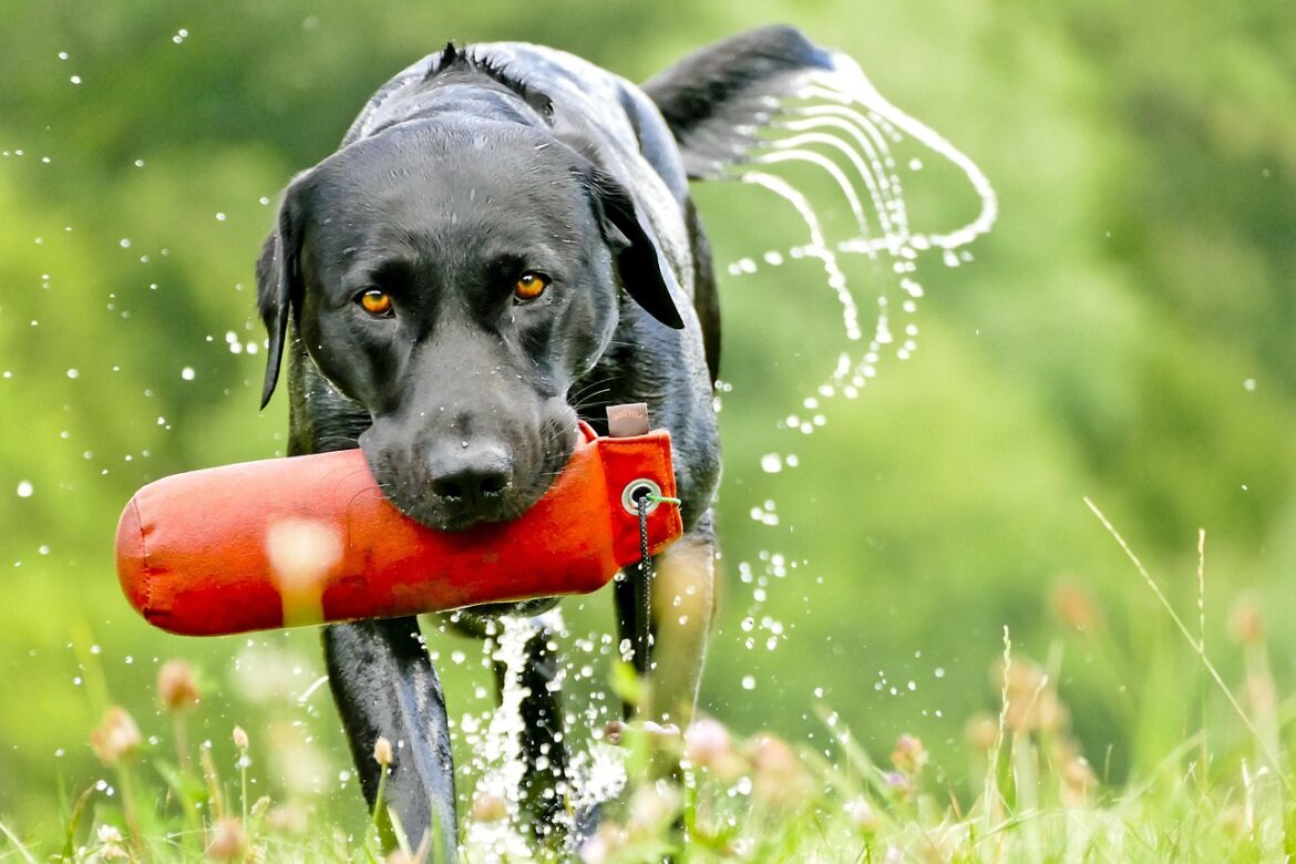 Understanding Puppy Biting: Effective Strategies to Curb Your Pup's Chewing Habits
