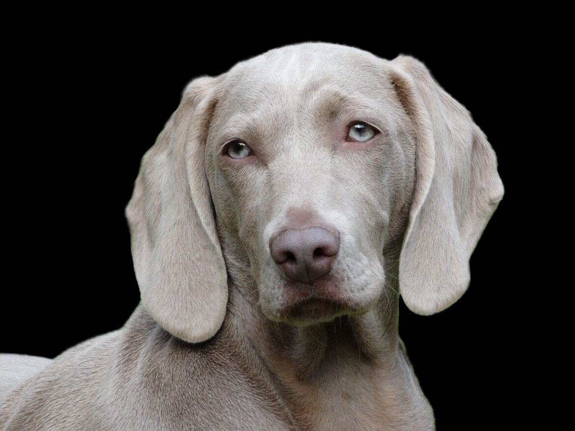 Top Dog Breeds for First-Time Owners: Labradors